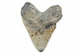 Fossil Megalodon Tooth - North Carolina #201936-2